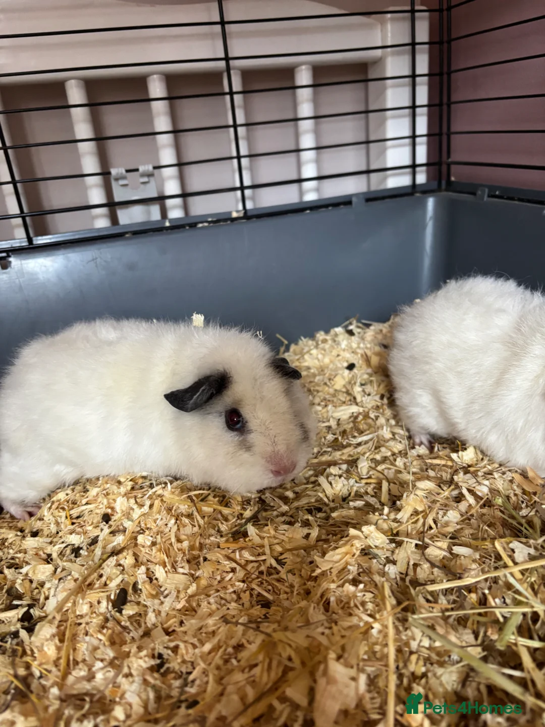 Guinea Pig rodents for sale: Pair of female teddy guinea pigs  in Lydney - Advert 2