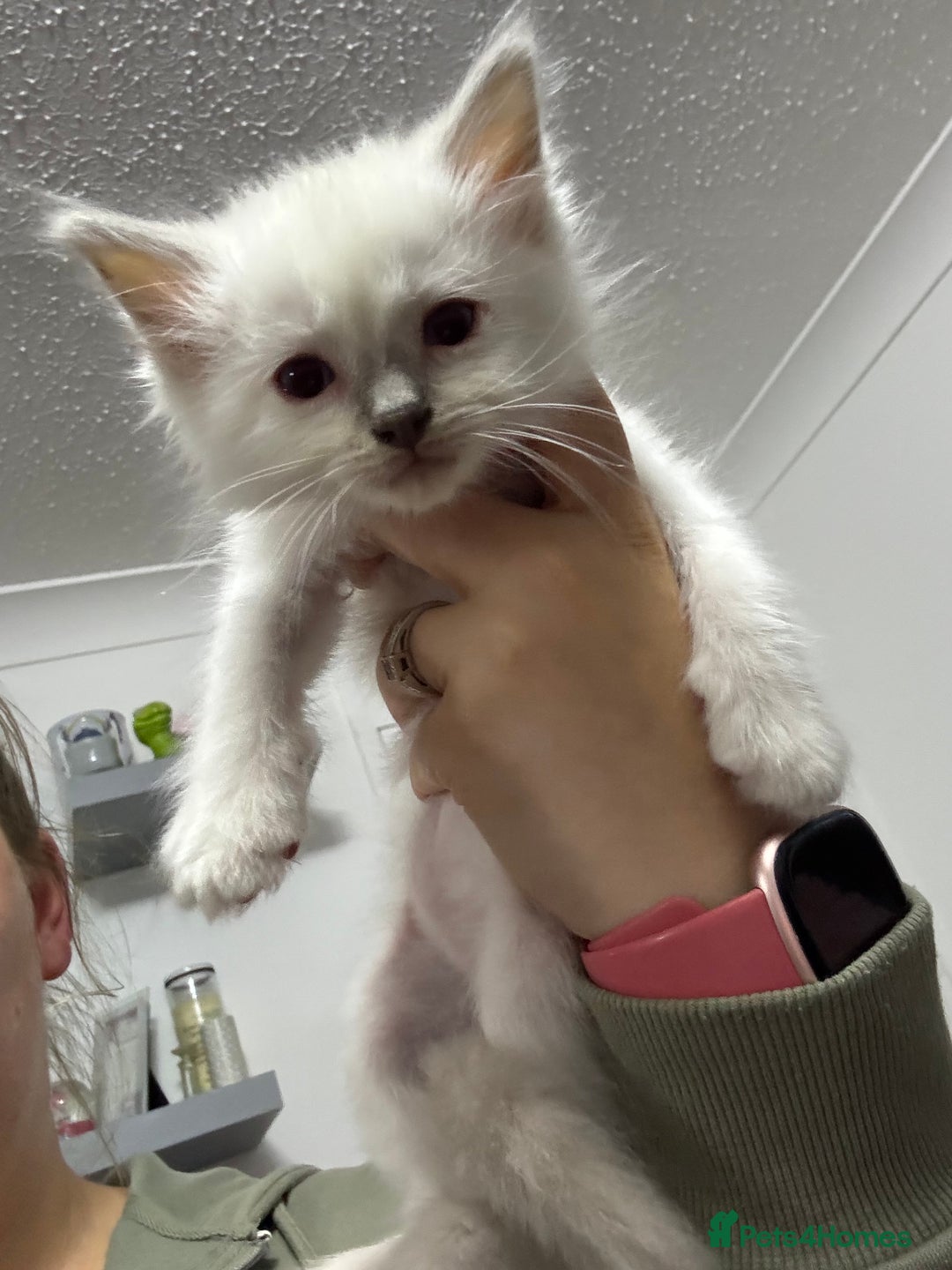 Ragdoll cats for sale: Stunning Ragdoll Kittens Ready to Go!!! - Image 27