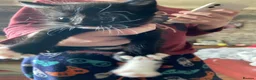 Mixed Breed cats for sale: Lovely fluffly black and white kittens  - Advert 6