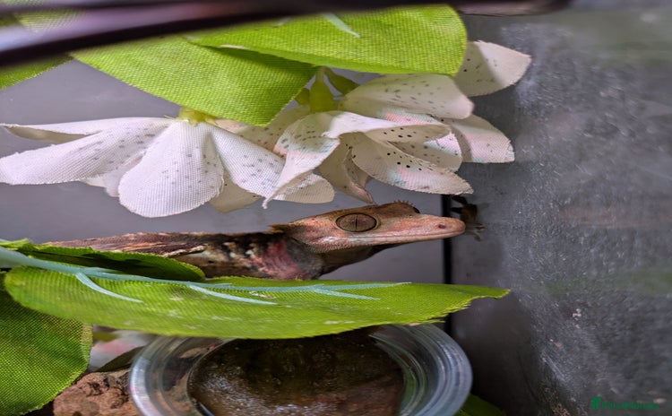 Gecko reptiles - Advert 3