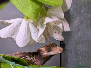 Gecko reptiles - Advert 10