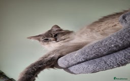 Ragdoll cats for stud: Ragdoll Stud  in Manchester - Image 13