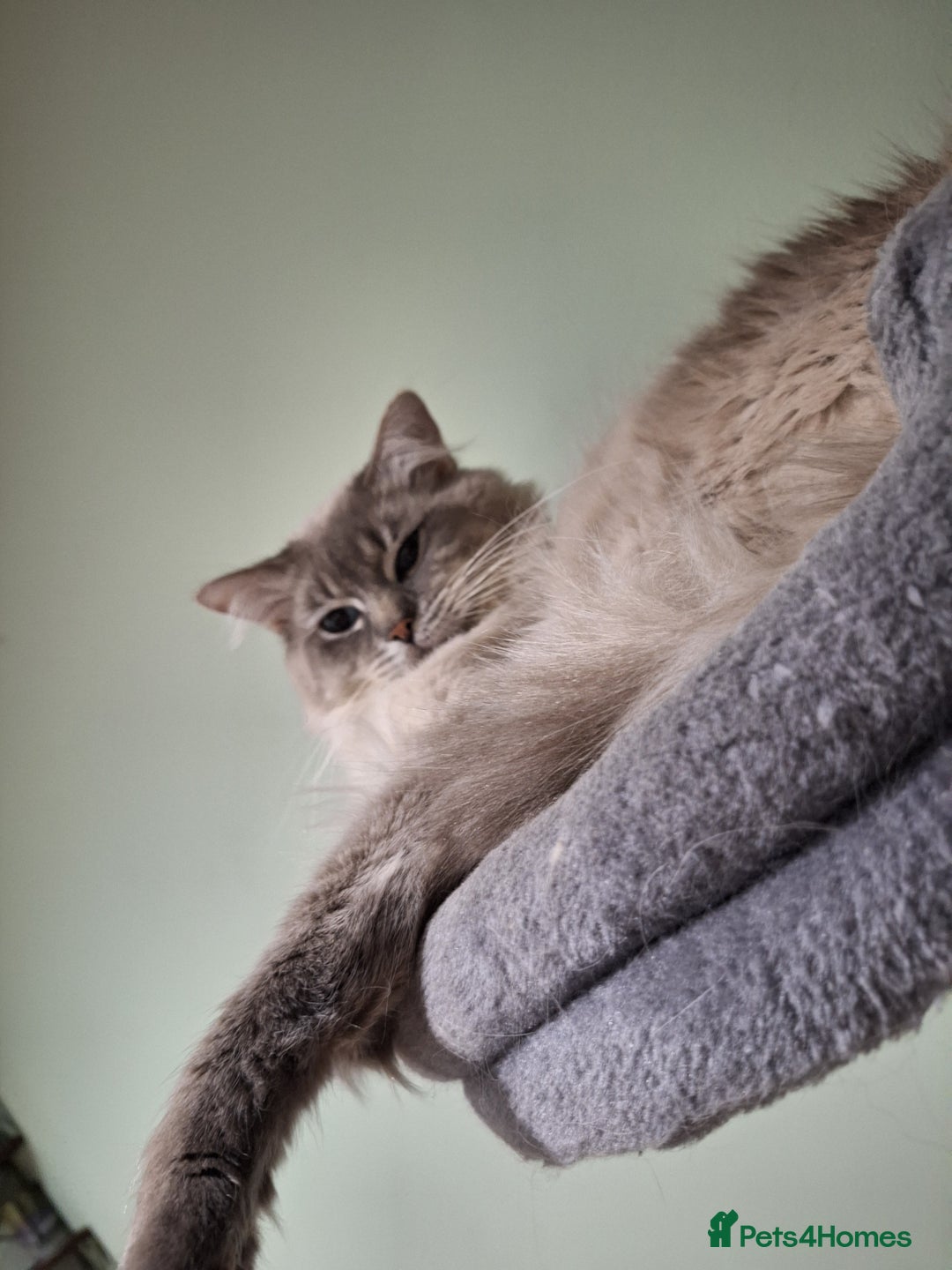 Ragdoll cats for stud: Ragdoll Stud  in Manchester - Image 13