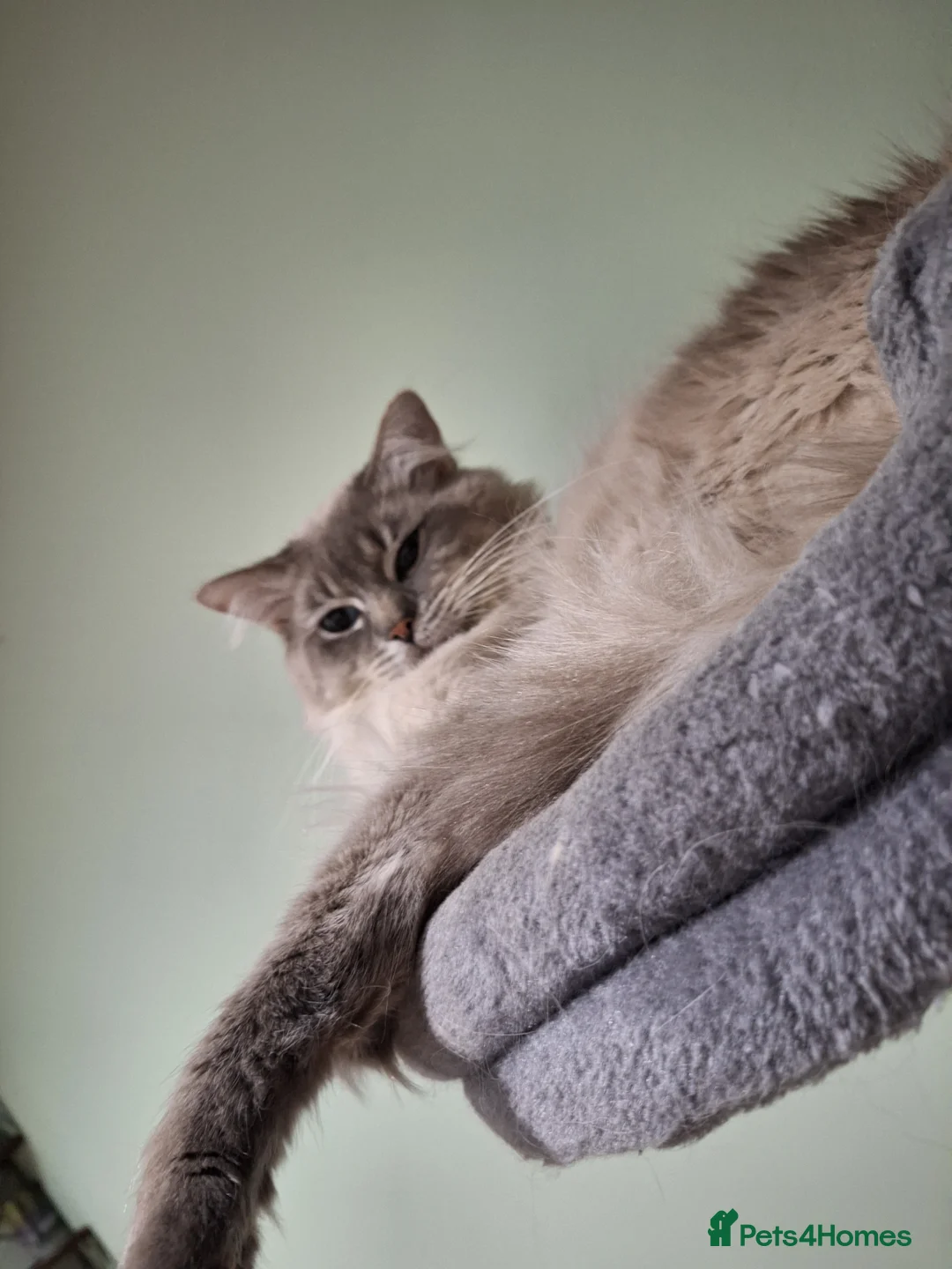 Ragdoll cats for stud: Ragdoll Stud  in Manchester - Advert 12