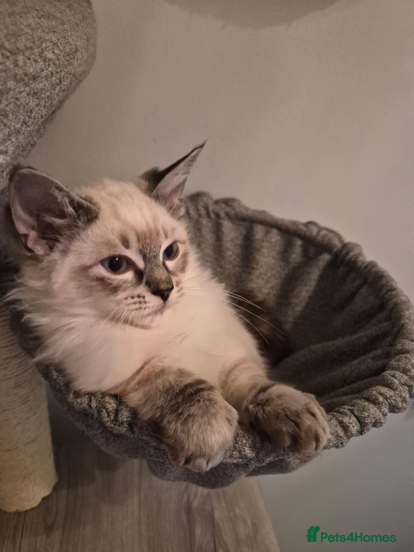 Ragdoll cats for sale: GCCF Ragdoll Kittens - Ready Now (Pet or Active) - Advert 1