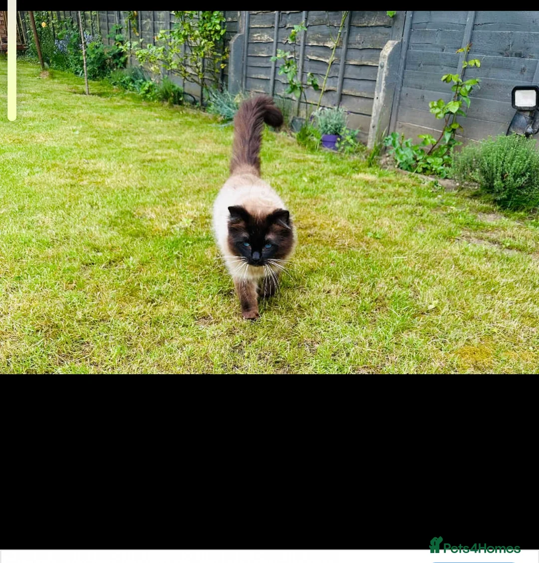 Ragdoll cats for stud: My beautiful PROVEN ragdoll for stud  in Cheltenham - Advert 4