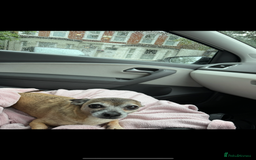 Mixed Breed dogs for sale: Mix breed jack Russel and chihuahua  - Image 4