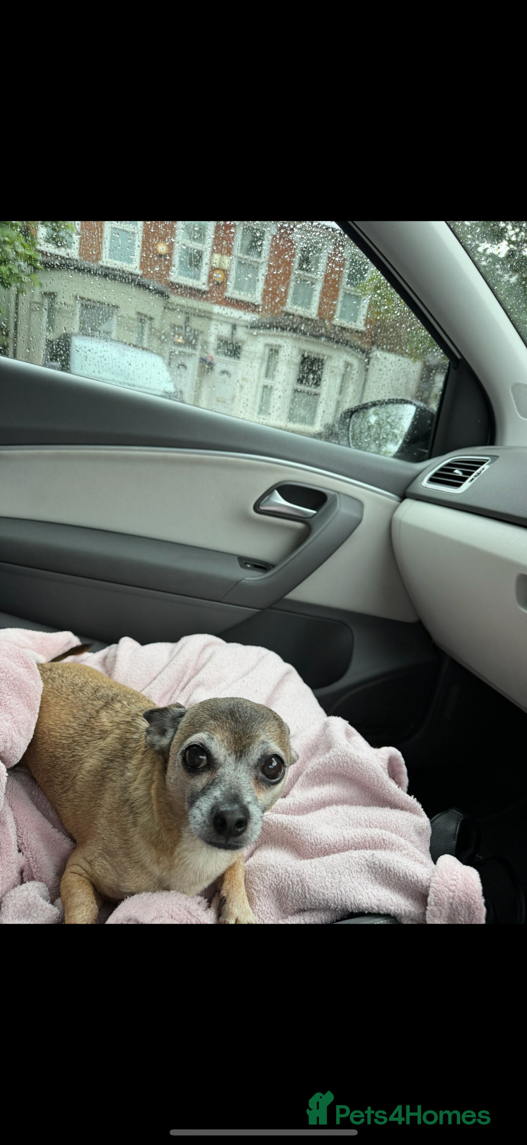 Mixed Breed dogs for sale: Mix breed jack Russel and chihuahua  - Image 4