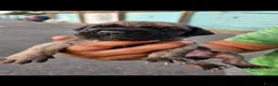 Presa Canario dogs for sale: Presa canario puppies in Solihull - Advert 7