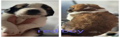 Saint Bernard 7