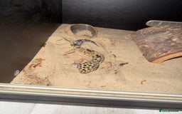 Leopard Gecko reptiles for sale: Leopard Gecko + enclosure  - Image 3