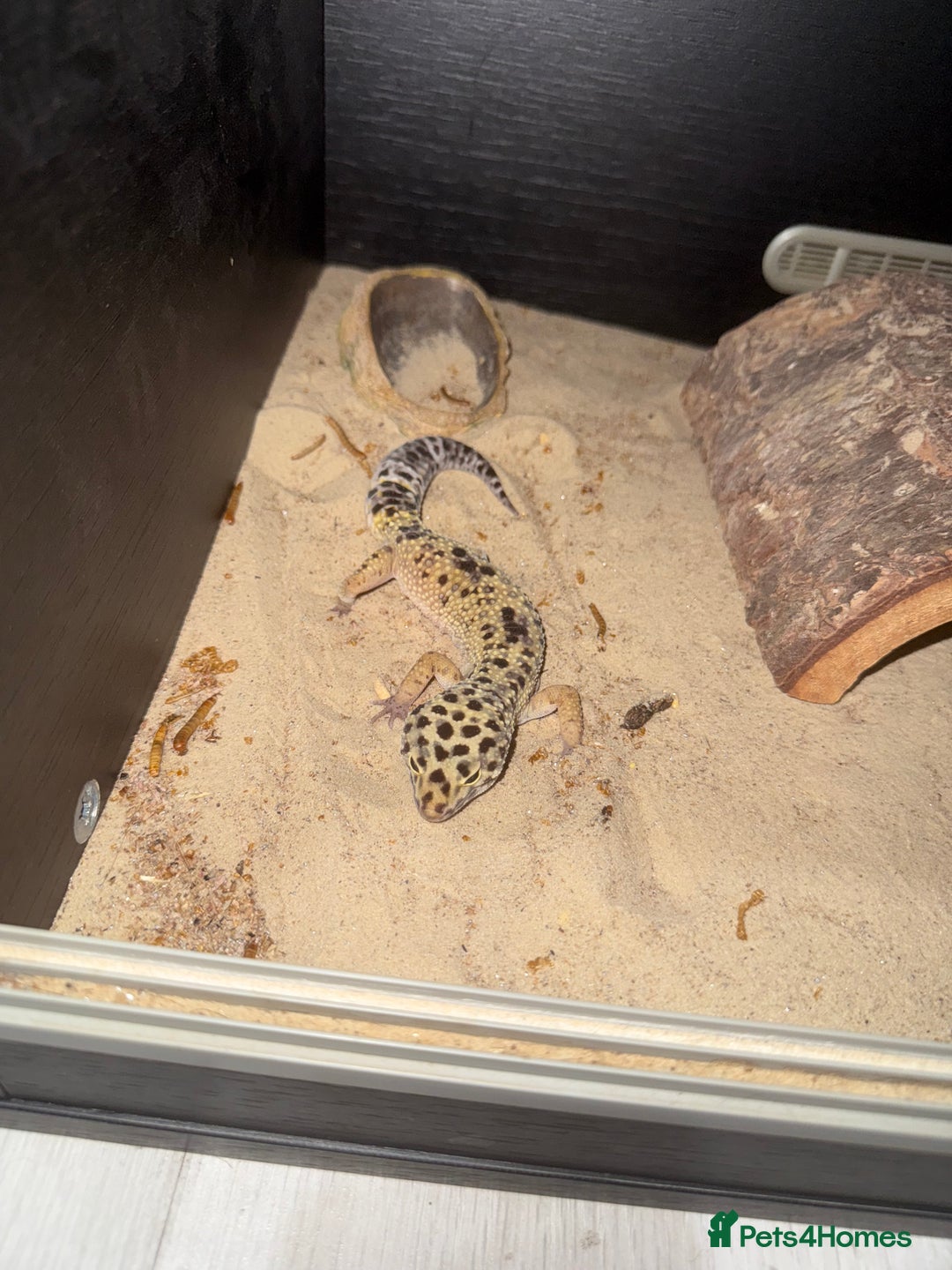 Leopard Gecko reptiles for sale: Leopard Gecko + enclosure  - Image 3