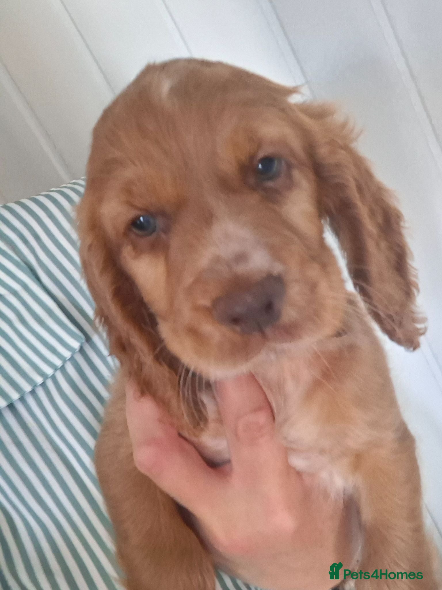 Cocker Spaniel dogs Ready 12th July  - Advert 4