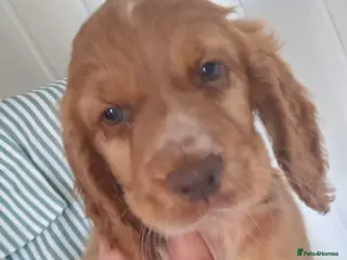 Cocker Spaniel dogs Ready 12th July - Advert 4
