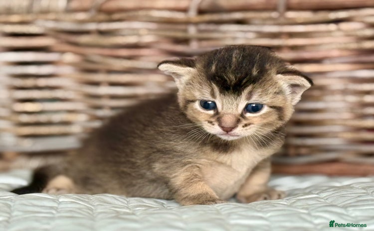 Abyssinian cats - Advert 1