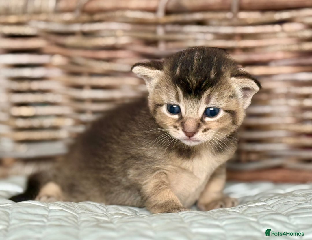 Abyssinian cats for sale: Marina  - Image 1