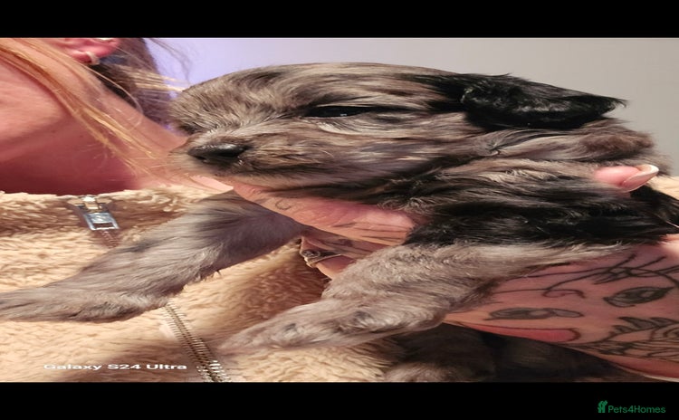 Pomapoo dogs 1 time miniature Pomapoo puppies - Advert 4