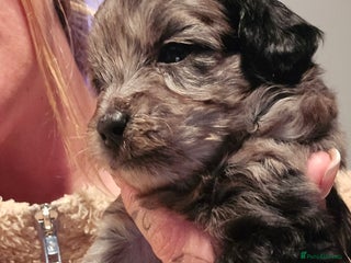 Pomapoo dogs 1 time miniature Pomapoo puppies - Advert 1