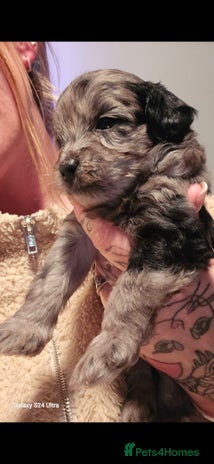 Pomapoo dogs 1 time miniature Pomapoo puppies - Advert 4