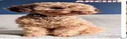 Cockapoo dogs for sale: Health tested f1  Cockerpoo puppies  - Advert 6