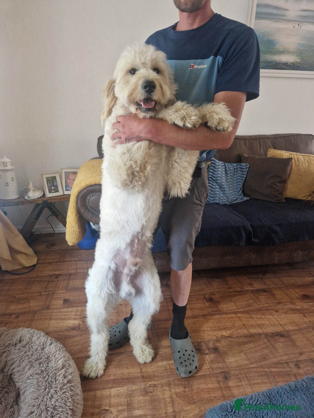Goldendoodle dogs for stud: Beautiful large goldendoodle for stud - Image 4