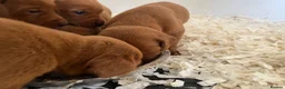 Labrador Retriever dogs for sale: FOXRED LABRADOR in Catterick Garrison - Advert 10