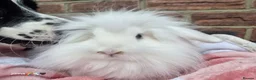 Mixed Breed rabbits for sale: Double mane lion head liop does  - Advert 5