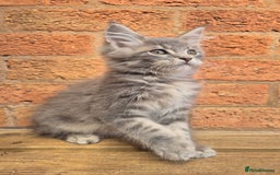 Maine Coon cats for sale: Beautiful Maine Coon kittens - Image 7