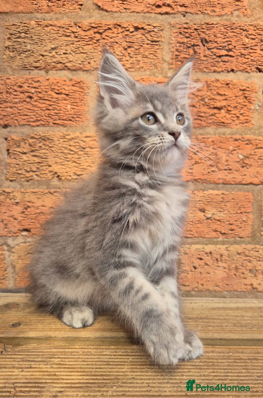 Maine Coon cats for sale: Beautiful Maine Coon kittens - Image 7