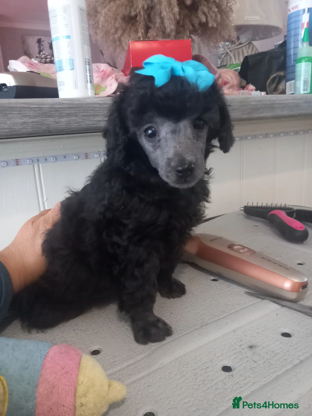 Toy Poodle dogs for sale: BEAUTIFULL TINY KC FULL PEDIGREE TOY POODLES* - Advert 8