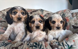 Cocker Spaniel dogs for sale: Show Cocker Spaniel Puppies  - Image 6