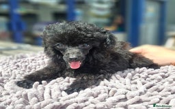 Toy Poodle dogs for sale: Toy poodle - Image 4