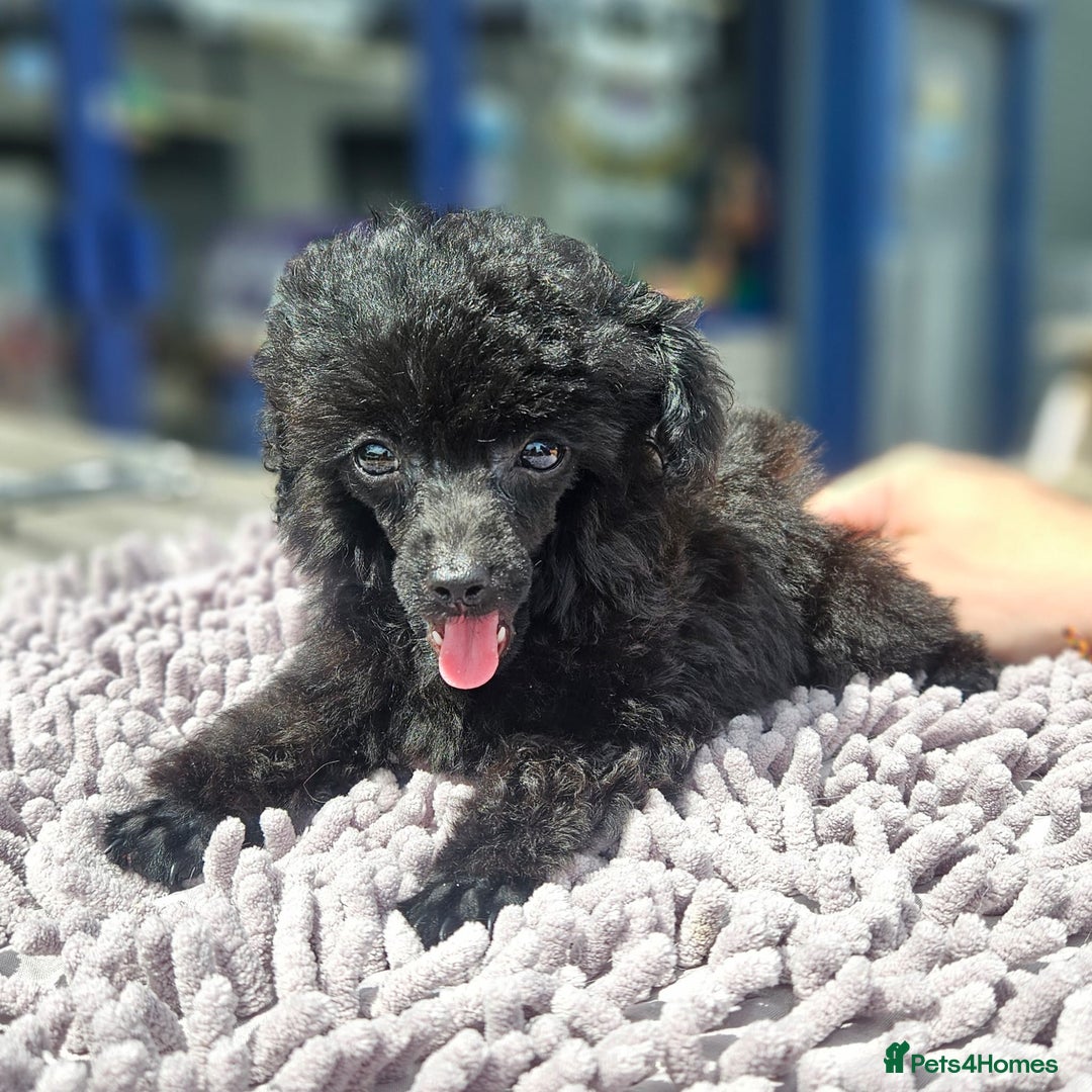 Toy Poodle dogs for sale: Toy poodle - Image 4