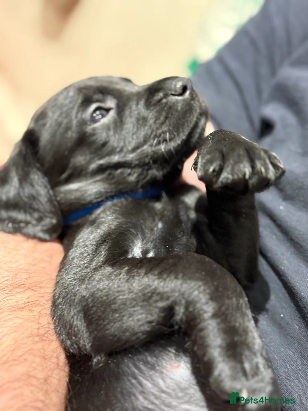 Cockerdor dogs for sale: 6 week old cockerdor puppies  - Advert 5