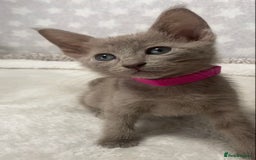 Oriental cats for sale: Oriental X Siamese  - Image 7