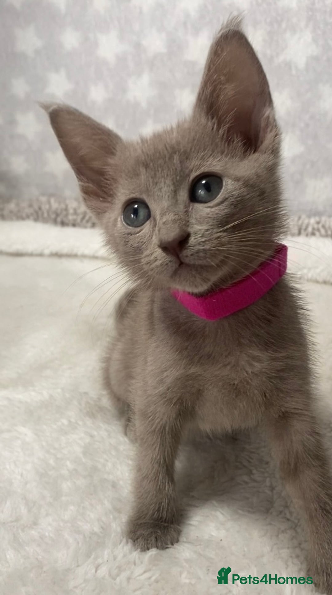 Oriental cats for sale: Oriental X Siamese  - Image 7