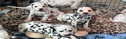 Dalmatian dogs for sale: Exceptional Litter. 2 Boys Remaining  - Advert 15