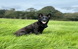 Belgian Shepherd Dog dogs for sale: Dutch shepherd puppies  - Image 8