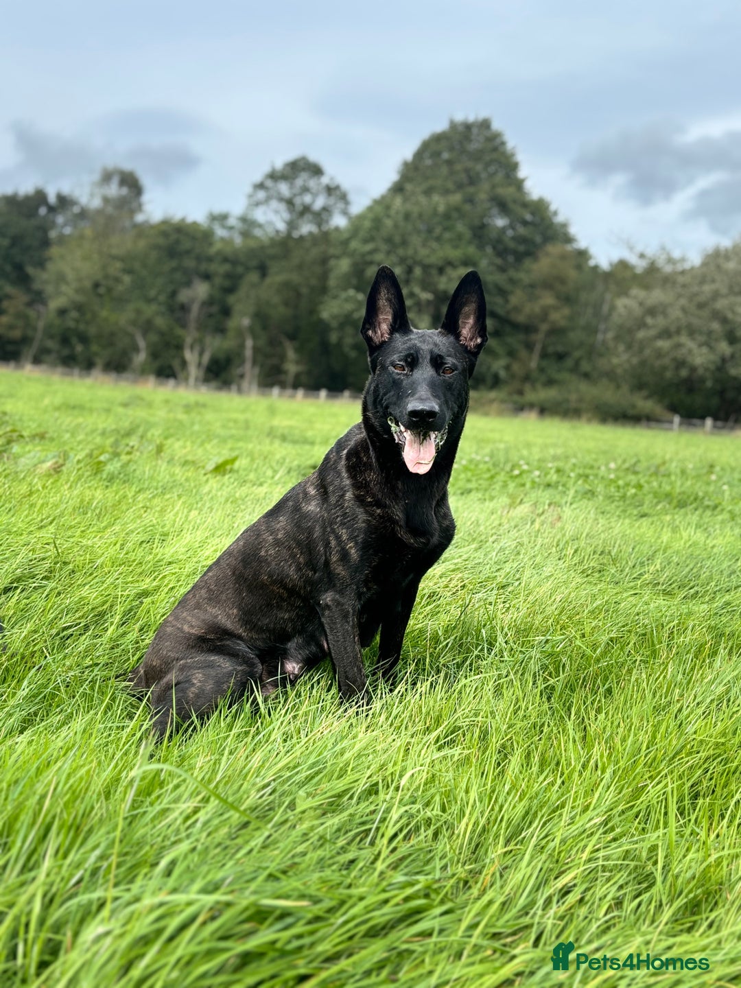 Belgian Shepherd Dog dogs for sale: Dutch shepherd puppies  - Image 8