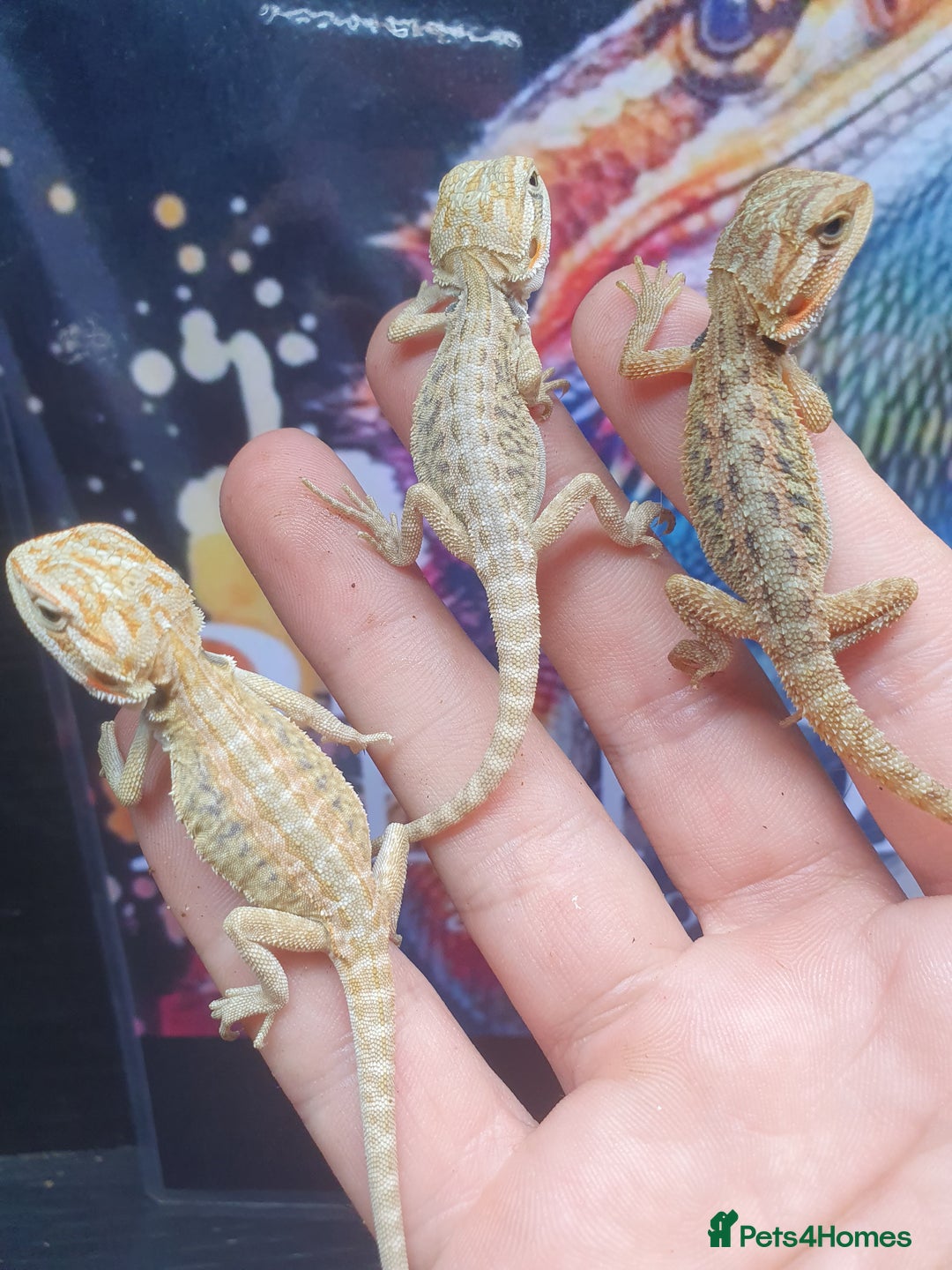 Dragon reptiles for sale: High end bearded dragons at pet prices  - Image 3