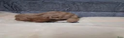 Cavapoo dogs for sale: KC REG CAVAPOO PUPPIES FOR SALE NOW - Advert 6
