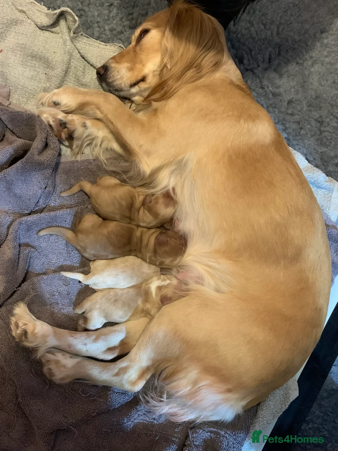 Cocker Spaniel dogs for sale: Working Cocker Spaniel Puppies  - Advert 6