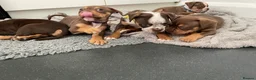 Old Tyme Bulldog dogs for sale: 8 OLD TYME BULLDOGS FOR SALE in London - Advert 12