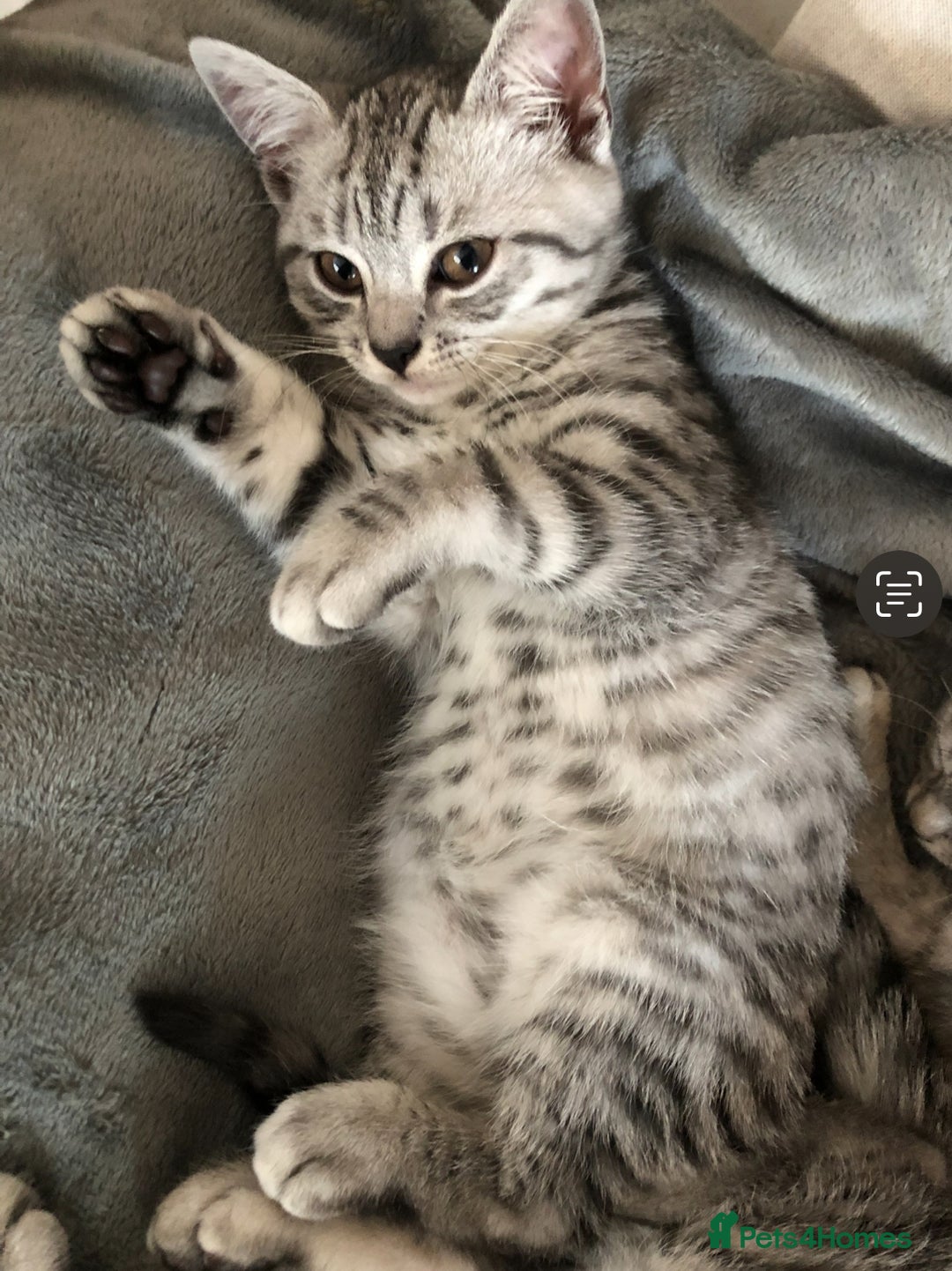 British Shorthair cats for sale: GCCF REGISTERED CHAMPION LINES SILVER SPOTTED BSH - Image 5