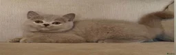 British Shorthair cats for sale: Beautiful kittens  - Advert 11