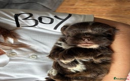 Shih Tzu dogs for sale: Beautiful shih tzu puppies for sale  - Image 4