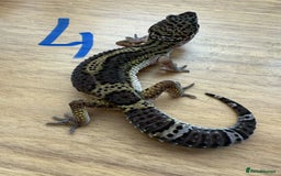 Gecko reptiles for sale: Leopard geckos  - Advert 5