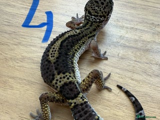 Gecko reptiles Leopard geckos - Advert 19