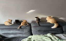 Mixed Breed cats for sale: 4 kittens 2 male 2 female  - Image 1