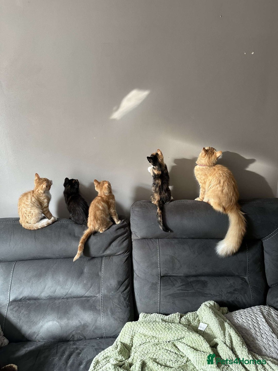 Mixed Breed cats for sale: 4 kittens 2 male 2 female  - Image 1
